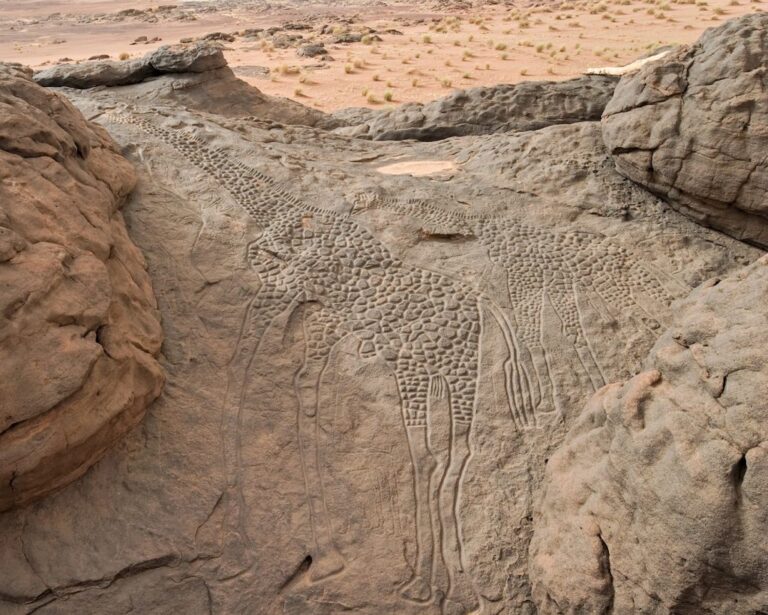 Descubre La Historia Y Simbolismo Detrás De La Heráldica De Daboua 4556